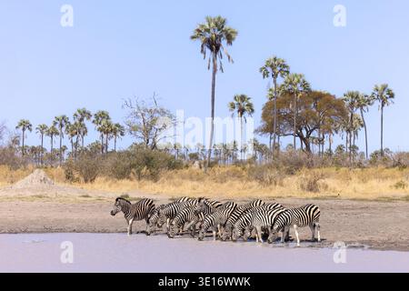 A herd of Plains Zebras drinking from a waterhole surrounded by tall palm trees in the Okavango Delta, Botswana. Stock Photo