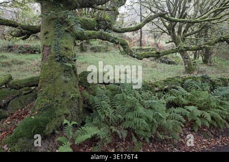 Moss covered oak tree and dry stone wall Dartmoor National Park Devon England UK Stock Photo
