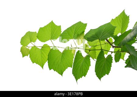 vine frame leaf vine isolates on a white background Stock Photo