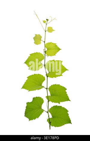 vine frame leaf vine isolates on a white background Stock Photo
