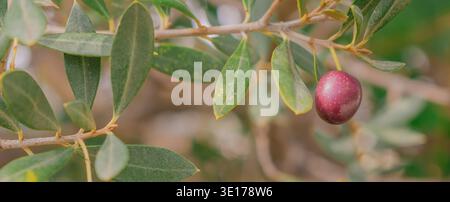 Single ripe purple olive hanging on a branch with green leaves. Panoramic wide shot with a soft bokeh background and large copy space on the left side Stock Photo