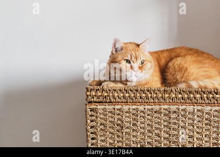 Orange domestic cat resting on woven storage basket against white wall Stock Photo