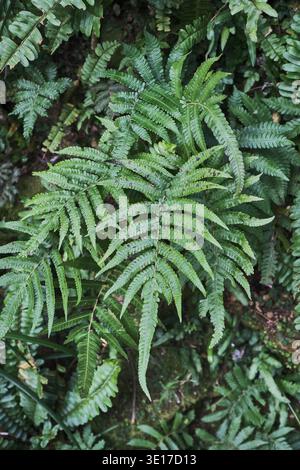 Fern fronds filling the frame in lush green detail. Stock Photo