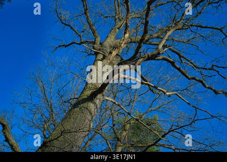 Impressions from the forest with trees, mosses, and leaves near Muellrose, Brandenburg, Germany Stock Photo
