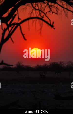 Captivating sunset view over Etosha Park in Namibia, with the sun setting behind silhouettes of trees and wildlife, enhancing the African safari exper Stock Photo