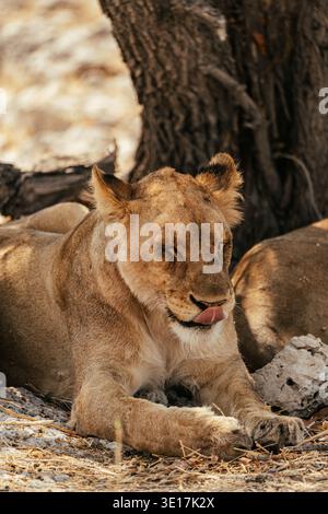 A majestic lioness rests peacefully under a tree in Etosha National Park, Namibia. Captured on a safari in Africa, the image showcases wildlife in its Stock Photo