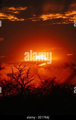 A breathtaking view of a vibrant sunset over Etosha Park in Namibia, showcasing the warm hues of the sky against the silhouette of African trees and v Stock Photo