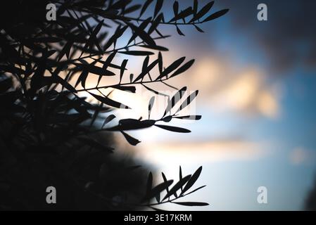 Silhouetted branches of an olive tree create an intricate pattern against a soft pastel sunset sky. The blurred background enhances the delicate detai Stock Photo