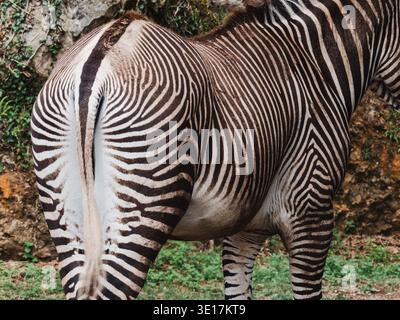 Close-up portrait of a zebra in the wild highlighting its distinctive black and white stripe pattern across its body, set against a natural background Stock Photo