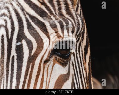 A striking close-up portrait of a zebra's eye showcasing its distinct black and white stripes. The detailed textures highlight the animal's unique bea Stock Photo