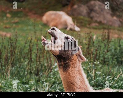 Close-up of a llama with its mouth open, displaying unique personality traits. Captured in a lush, green environment, emphasizing the beauty of wildli Stock Photo