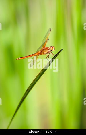 A vibrant Needham's Skimmer dragonfly, Libellula needhami, rests gracefully on a slender green leaf against a blurred natural background, showcasing i Stock Photo