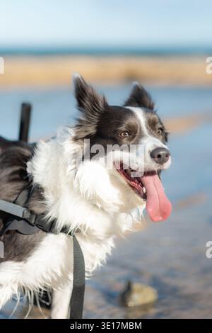 A joyful border collie uses a mobility aid on a bright sunny beach day. The paralyzed dog showcases resilience and happiness, with its tongue out and Stock Photo