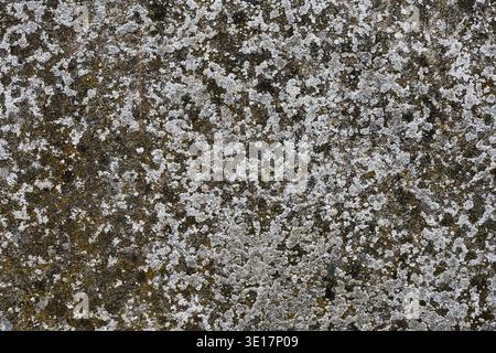 Macro texture of weathered concrete surface covered with grey lichen and green moss. Natural stone wall detail showing aging and erosion Stock Photo