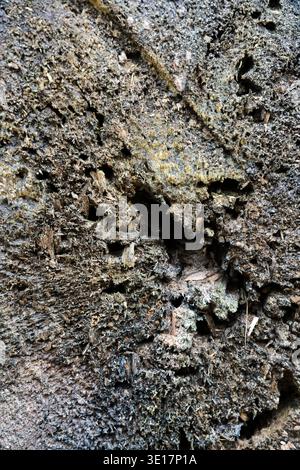 Close-up of rotting wood texture with visible holes from insects and fungus. Natural organic decay of a tree stump in a forest, macro view Stock Photo