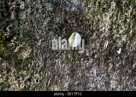Small bracket fungus growing on a rotten tree trunk. Macro shot of white mushroom on decaying wood surface with moss and detailed organic texture Stock Photo