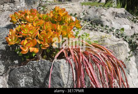 Vibrant Jade plant and Rat Tail Cactus growing on stone wall. Close-up of Crassula ovata with orange-edged green leaves and hanging reddish Stock Photo