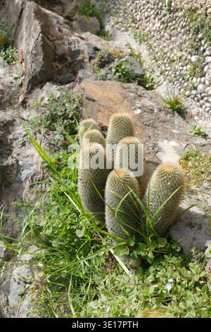 Small columnar cacti with golden spines growing among rocks and green grass. High angle shot of cluster of cylindrical succulent plants featuring Stock Photo