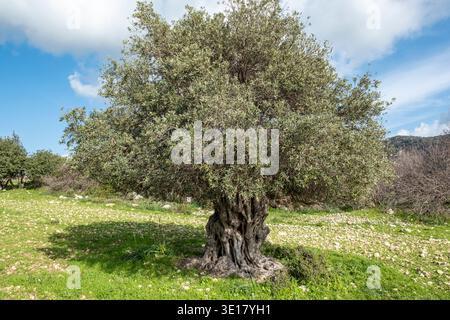 Ancient olive tree (Olea Europe) Paphos district, Cyprus. Stock Photo