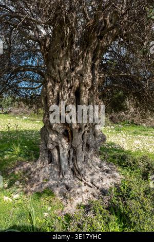 Ancient olive tree (Olea Europe) Paphos district, Cyprus. Stock Photo