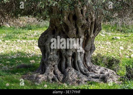 Ancient olive tree (Olea Europe) Paphos district, Cyprus. Stock Photo