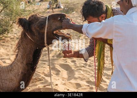 At the Pushkar Camel Fair, two men use scissors and physical restraint to groom a camel’s face while the animal’s mouth is held wide open. Stock Photo
