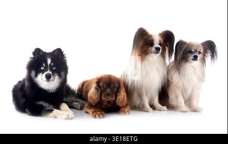 little dogs in front of white background Stock Photo