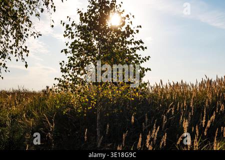 Sunlight bursts through a birch tree's leaves, casting a brilliant glow on the surrounding golden field grass, under a clear blue sky Stock Photo