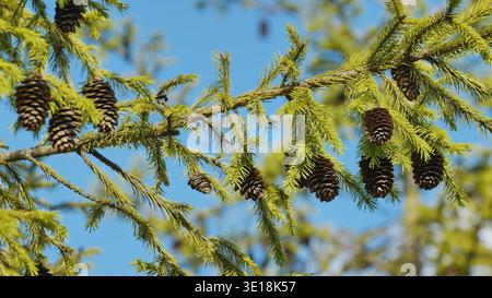 Spruce branch holding cones against a blue sky in a sunny day Stock Photo