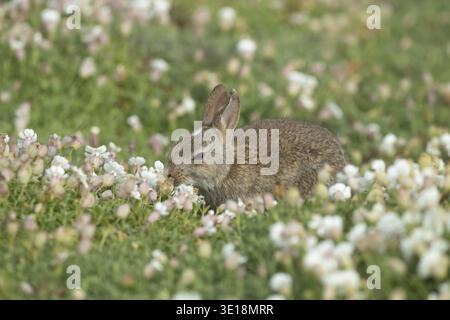 Rabbit (Oryctolagus cuniculus) juvenile baby bunny animal feeding amongst white Sea campion flowers in spring, Skomer island, Pembrokeshire, Wales, Un Stock Photo