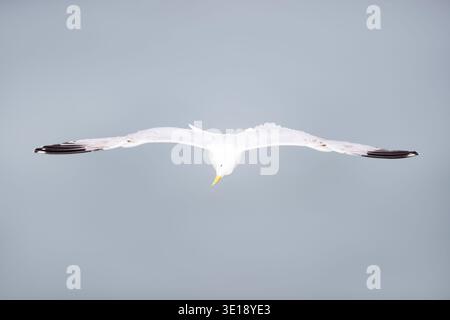 Close-up of a Herring gull (Larus argentatus) in flight with wings fully spread against an overcast grey sky, UK. Stock Photo