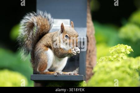 A wild Eastern gray squirrel (Sciurus carolinensis) eating nuts and seeds from a squirrel feeder in a garden setting, UK. Stock Photo