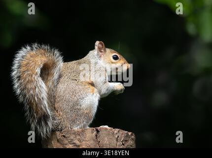 Close-up portrait of a cute young grey squirrel (Sciurus carolinensis) eating nut on a tree stump, UK. Stock Photo