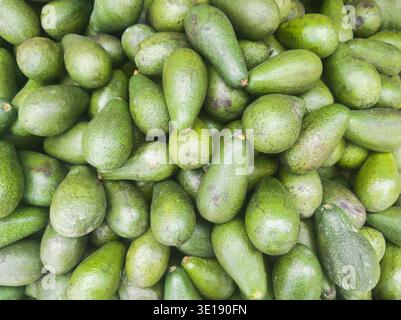 A high-angle bird's eye view of many whole green avocados packed closely together. The natural lighting emphasizes the pebbly skin texture and the var Stock Photo