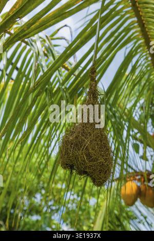 Baya weaver bird building nest on palm tree. holding an empty bird's nest against the background of a palm tree in the rain forest Stock Photo
