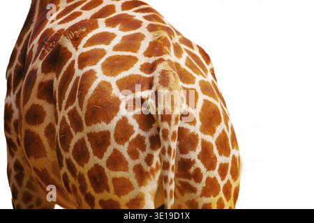 Giraffe skin texture very close, isolated on white. Animal concept background Stock Photo