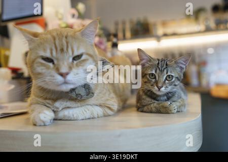 Cat family Mother cat and kitten in house Stock Photo