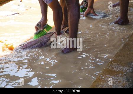 Unrecognisable Workers at a small fish factory in Sri Lanka wash fillet tuna fish in muddy, dirty water with their feet in it Stock Photo