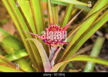 Young red green pineaple flower on tree in garden. Ananas blooming plant in selective focus in Sri Lanka Stock Photo
