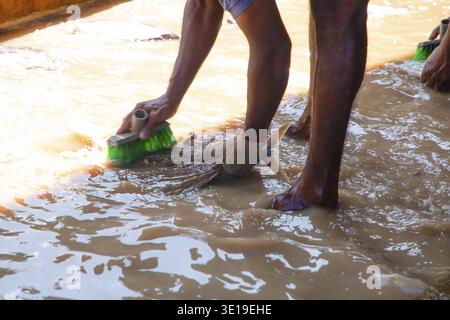 Unrecognisable Workers at a small fish factory in Sri Lanka wash fillet tuna fish in muddy, dirty water with their feet in it Stock Photo