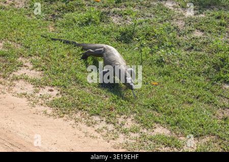 Water monitor lizard walking walks on the grass in national park Yala in Sri Lanka. large grey-brown lizard selective focus. in natural habitat Stock Photo