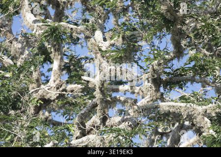 Lichen growing on a tree branch. green living tree is affected by a large amount of lichen. branches in a fluffy white coating Stock Photo