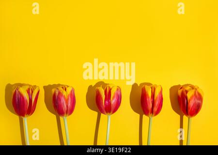Five brightly colored red and yellow tulips are arranged in a straight line at the bottom, casting shadows on a sunny yellow background, symbolizing s Stock Photo