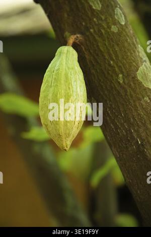 Ripe cacao pod hanging on the tree in cacoa plantation. ripening oblong textured yellow-green fruit of an exotic tropical tree closeup in Sri Lanka Stock Photo