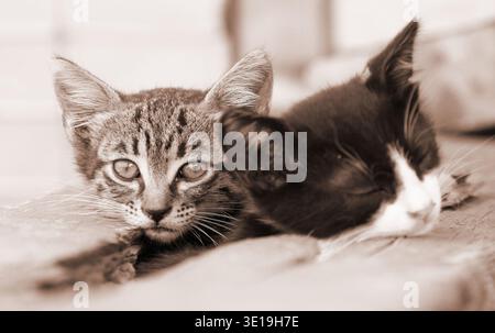A charming sepia-toned portrait of two small kittens huddling together on a wooden ledge. One tabby kitten looks forward while its companion naps. Stock Photo