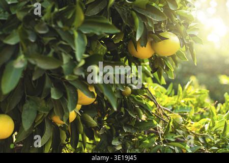 Closeup of ripe grapefruits on the small evergreen tree Stock Photo