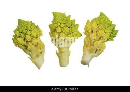 Romanesco broccoli roman cauliflower inflorescence head of fresh green cabbage fractal exotic vegetable background isolated on white Stock Photo
