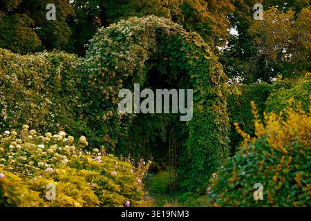 A verdant garden path leads through a natural archway formed by climbing plants and blooming hydrangeas, evoking a sense of serene beauty and discover Stock Photo