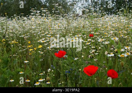 poppies and daisies in a field with soft focused background Stock Photo