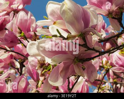 Pink magnolia flowers blooming on tree branches against blue spring sky. Stock Photo